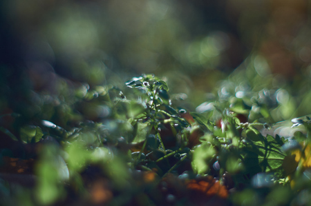 green grass in the forestの写真素材