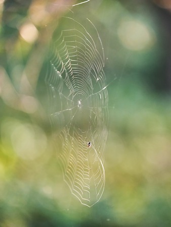 spider web with spider in the forestの写真素材