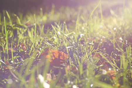 yellow leaf in the grass background.の写真素材