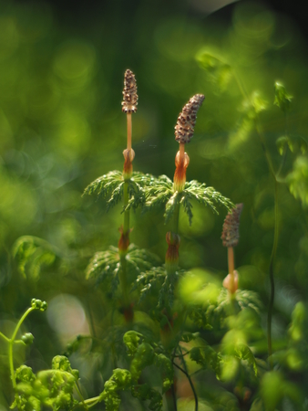 horsetail in the forestの写真素材