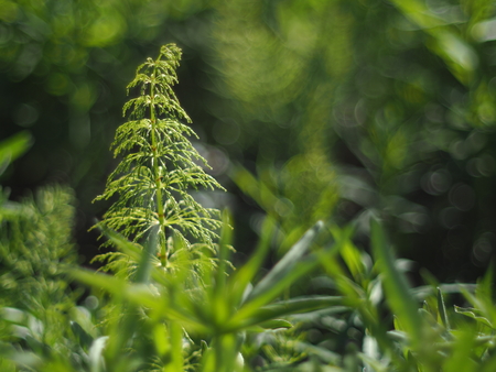 horsetail in the forestの写真素材
