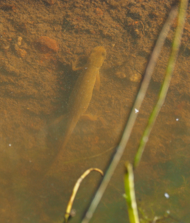 triton in waterの写真素材