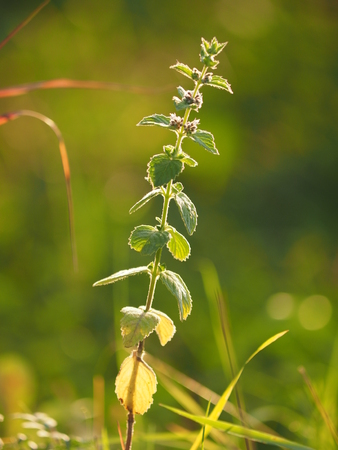 mint in the forestの写真素材