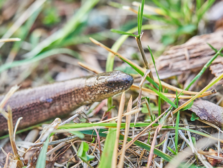 Slowworm (anguis fragilis) in forestの写真素材
