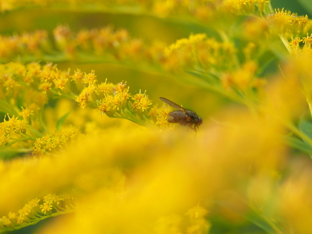 yellow flowers of goldenrod in the forestの写真素材