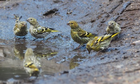 siskin in a puddle background.の写真素材