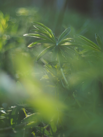 lupine leaves in the forestの写真素材