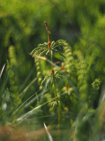 horsetail in the forest background.