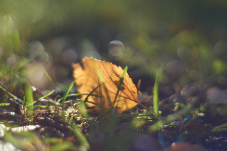 yellow leaf in the grassの写真素材