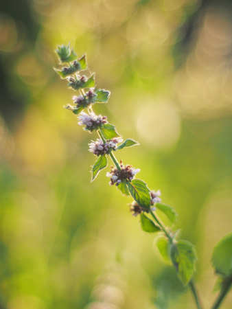 mint in the forestの写真素材