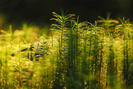 Polytrichum commune moss in the swampの写真素材