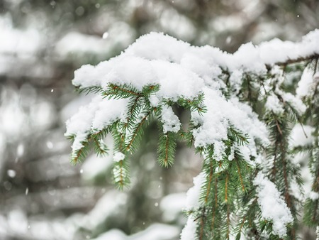 spruce branch in the snowの写真素材