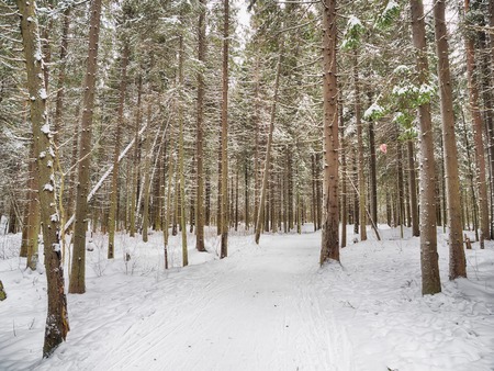 coniferous forest in the snowの写真素材