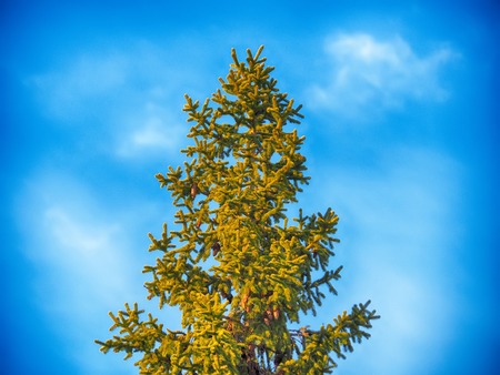 crowns of firs in the forest