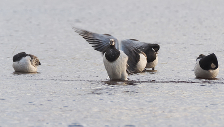 barnacle goose on the lakeの写真素材