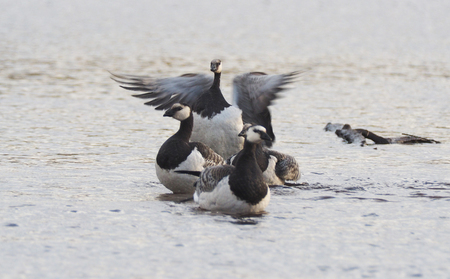 barnacle goose on the lakeの写真素材