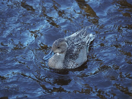 duck pintail on the river. winterの写真素材
