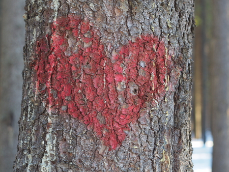 heart of painted on a treeの写真素材