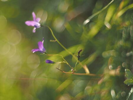 forest geranium in the summer. the parkの写真素材