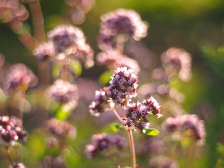 oregano flowers in the forestの写真素材