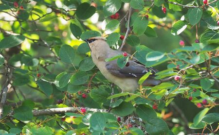 waxwing bird in the forestの写真素材