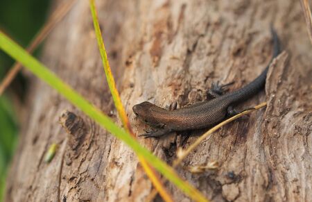 viviparous lizard on a tree in the forest