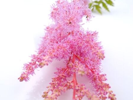 pink astilbe flowers on a white backgroundの写真素材