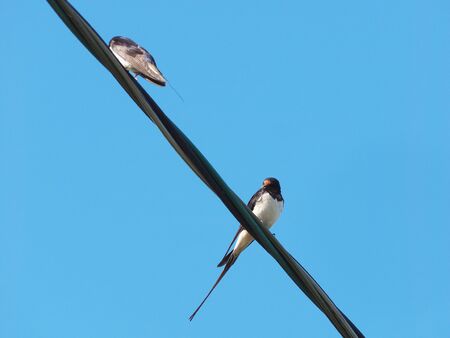 swallows on wires against the blue skyの写真素材