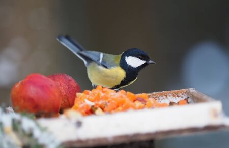 tit on a feeding trough in the forestの写真素材