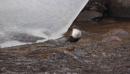 Dipper bird on the river. winterの写真素材