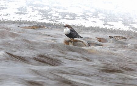 Dipper bird on the river. winter
