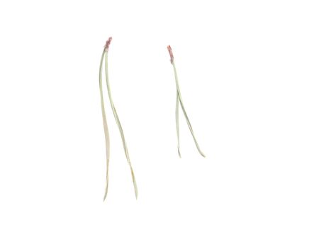 pine needles on a white backgroundの写真素材