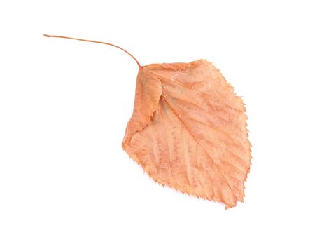 dry elm leaves on a white backgroundの写真素材