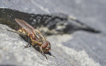 fly on a stone close-up. Springの写真素材