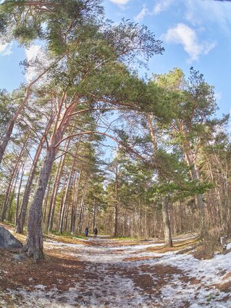 pine trees in the park. Springの写真素材