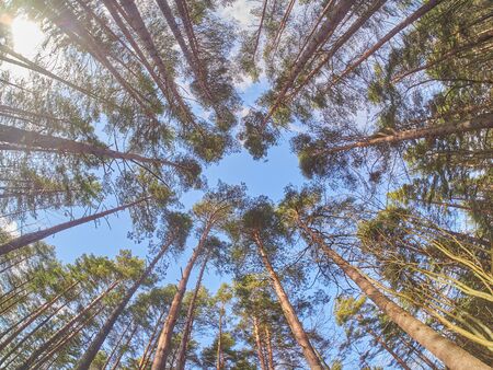 pines from bottom to top in the forest. Springの写真素材