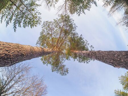 tall pine in the forest