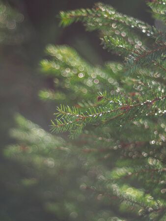 spruce branches in the forestの写真素材