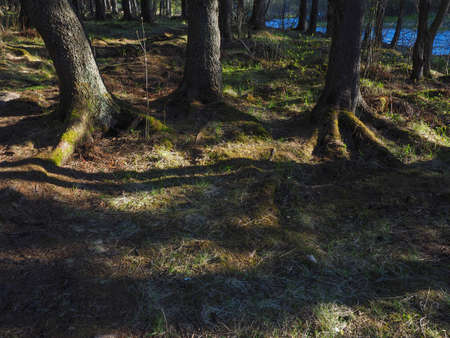 spruce trees in the forest at sunsetの写真素材