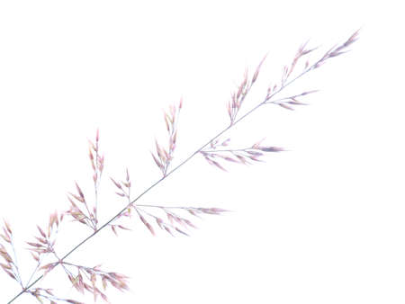 cereal plant on a white backgroundの写真素材