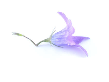 bluebell flower on white backgroundの写真素材