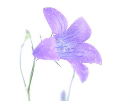 bluebell flower on white backgroundの写真素材