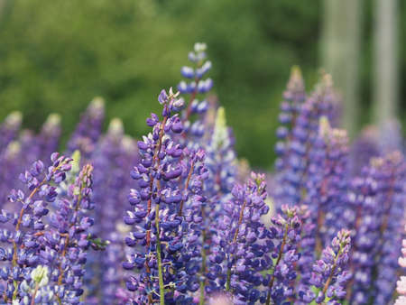 Lupine flowers with blurred background.の写真素材