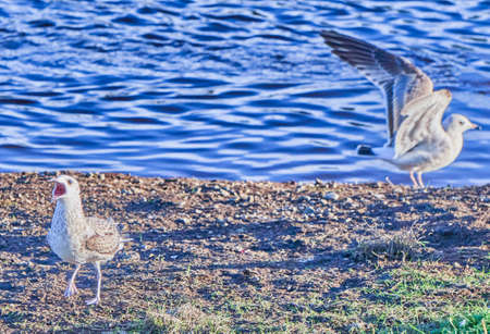 beautiful seagull in flight. Summerの写真素材