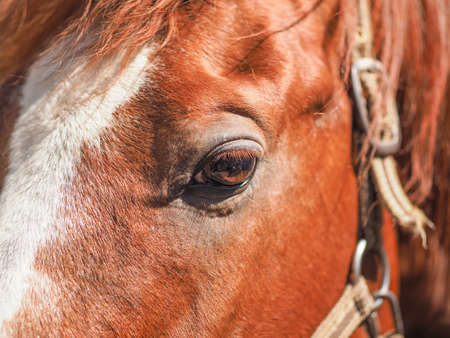 portrait of a red horseの写真素材