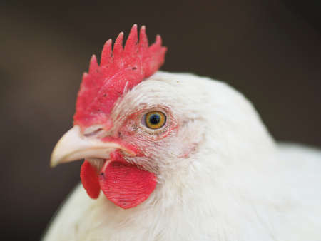 domestic chicken in a cageの写真素材