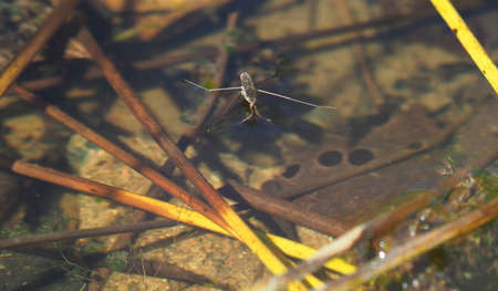 water strider in the pond. Spring