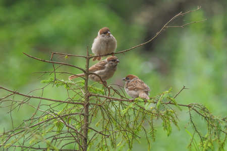 sparrows in the park. summerの写真素材