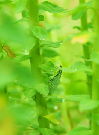 lacewing insect on the leaves. summerの写真素材