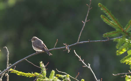flycatcher in the forest. Spring
